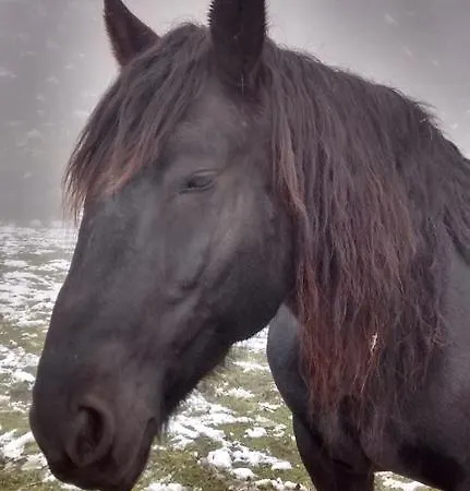 Alojamento de Turismo Rural Waldhof *