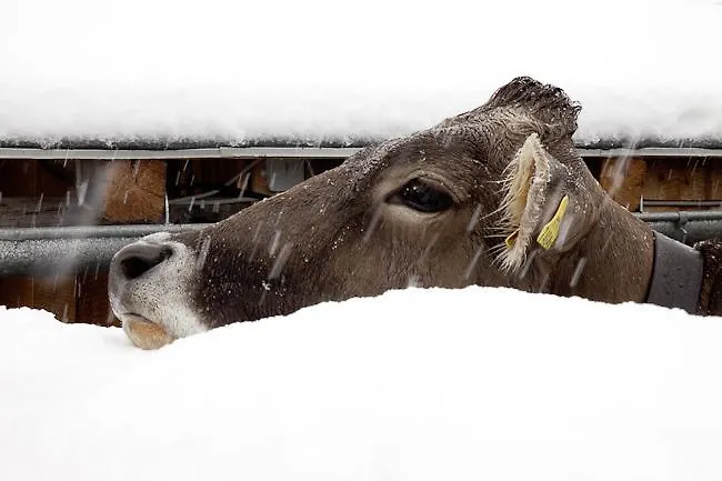 Gospodarstwo agroturystyczne Waldhof *