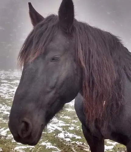 Gospodarstwo agroturystyczne Waldhof *