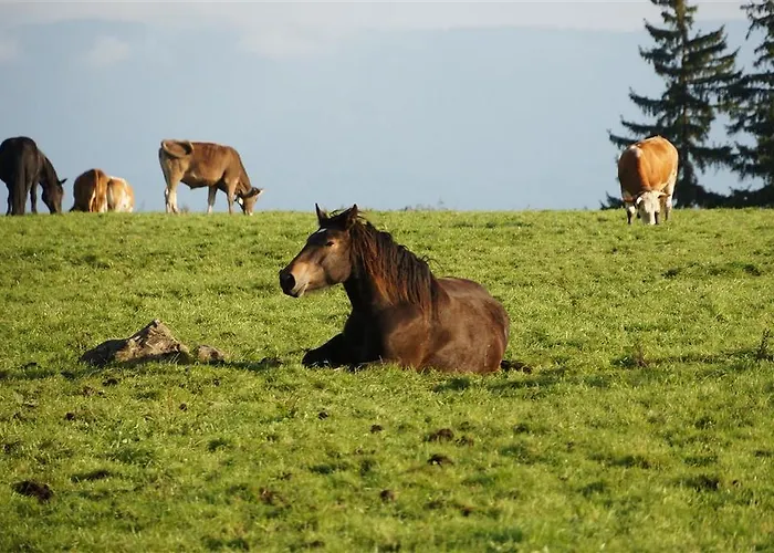Gospodarstwo agroturystyczne Waldhof